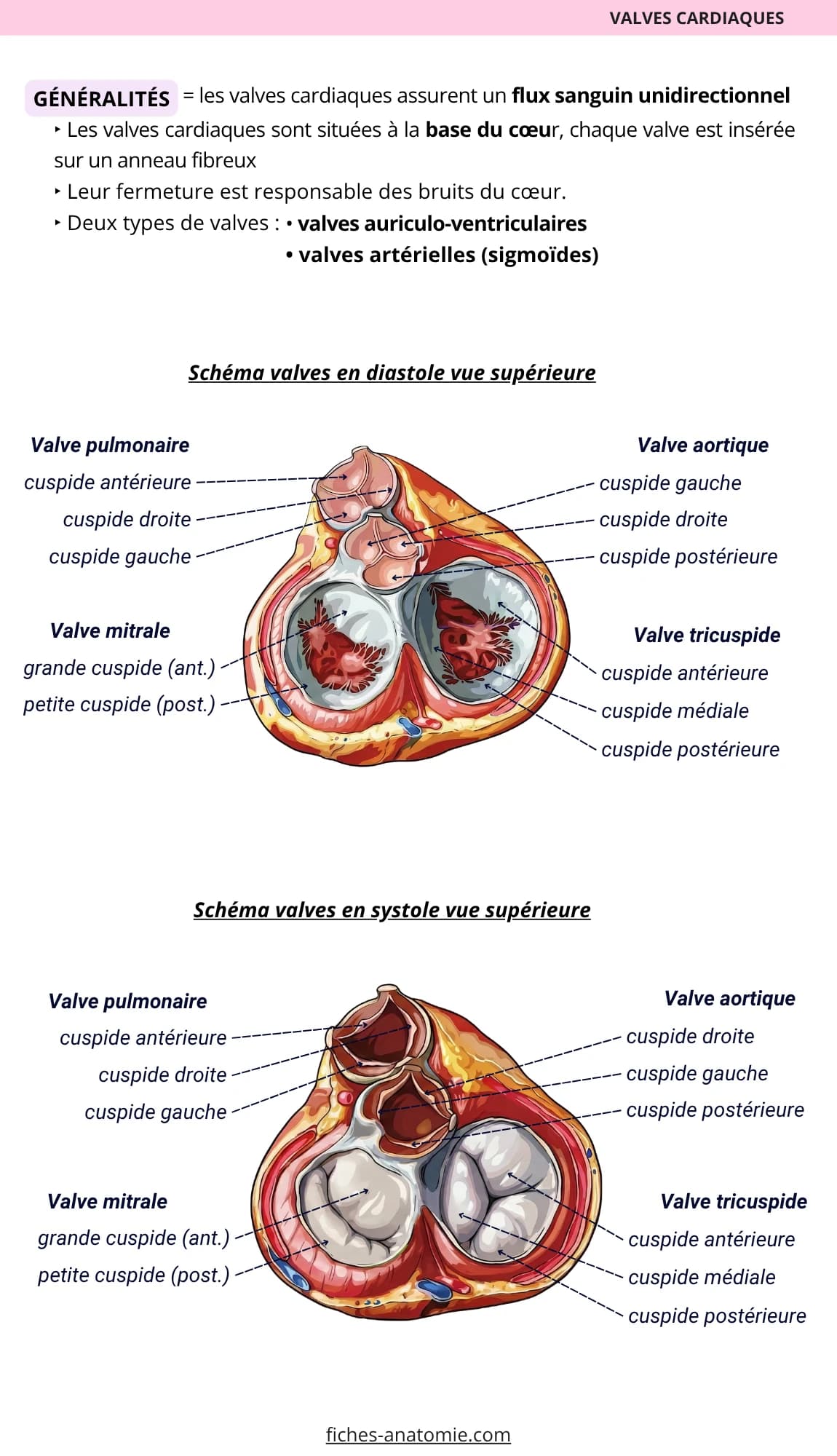 Fiche structurée sur les valves cardiaques, avec des schémas annotés en diastole et en systole