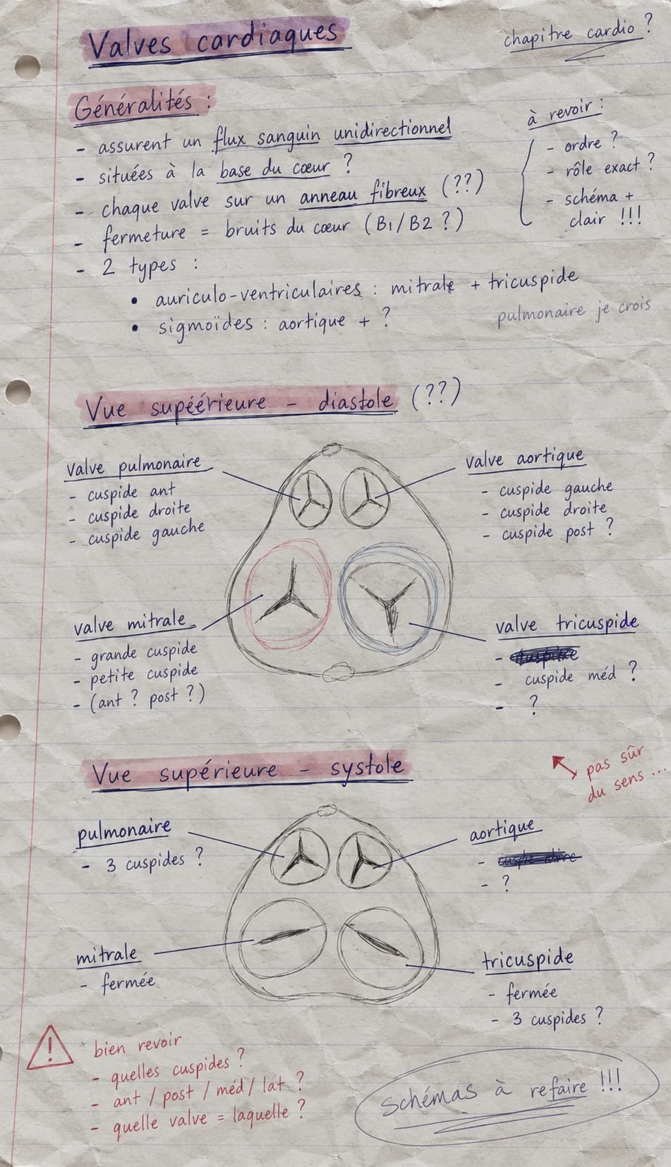 Notes manuscrites de révision sur les valves cardiaques, avec des schémas et des questions à reprendre