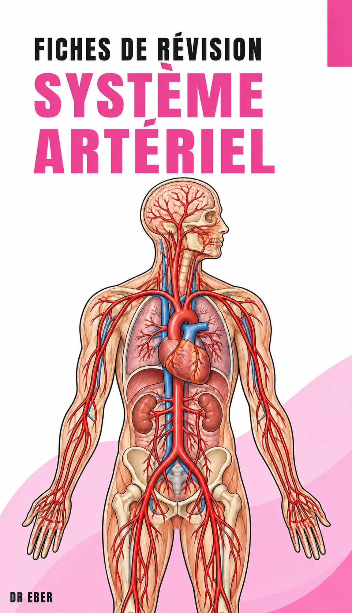 Couverture des fiches du système artériel