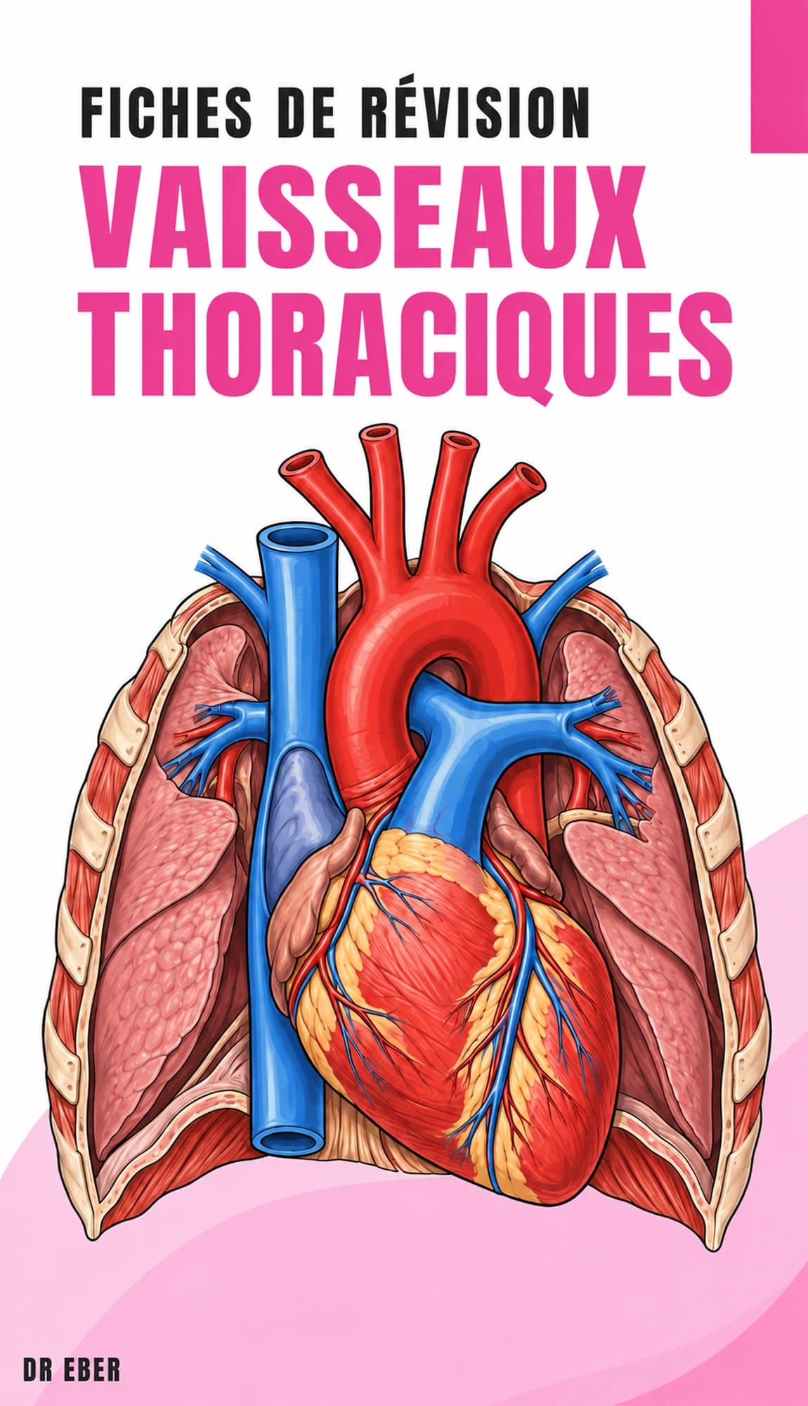 Couverture des fiches des vaisseaux thoraciques