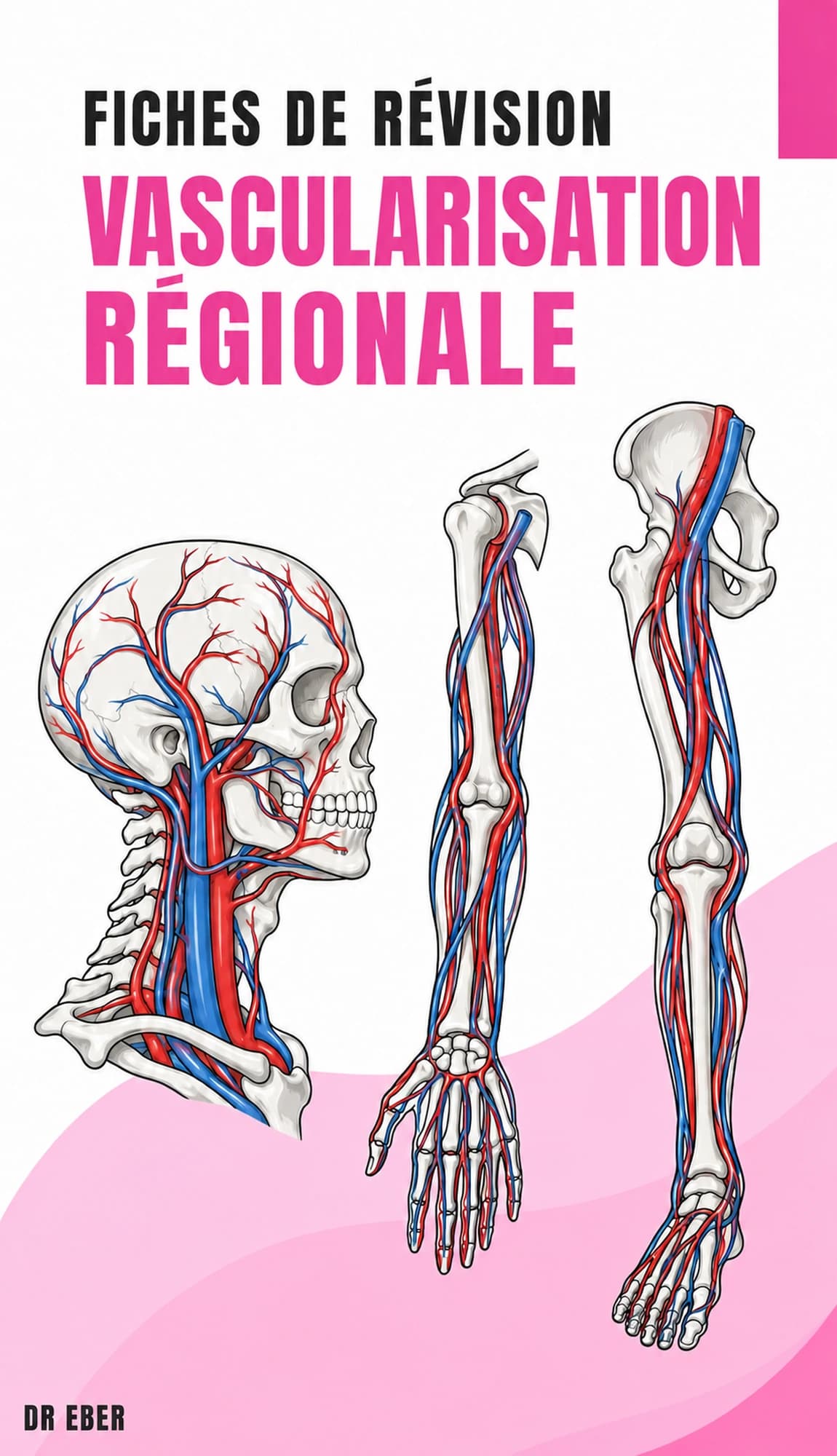 Couverture des fiches de vascularisation régionale