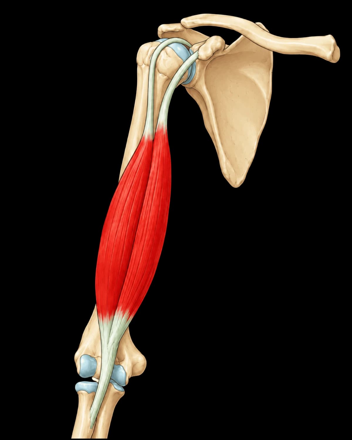 Schéma anatomique du muscle biceps brachial