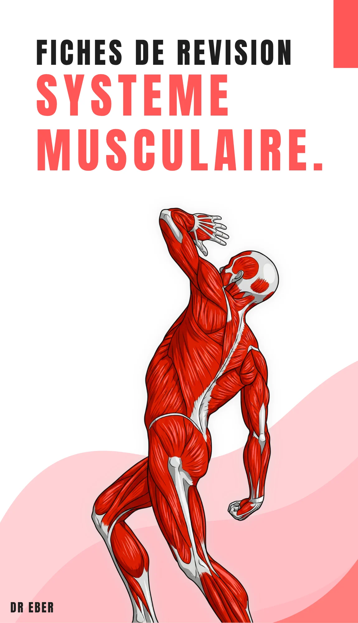 Fiches d'anatomie musculaire