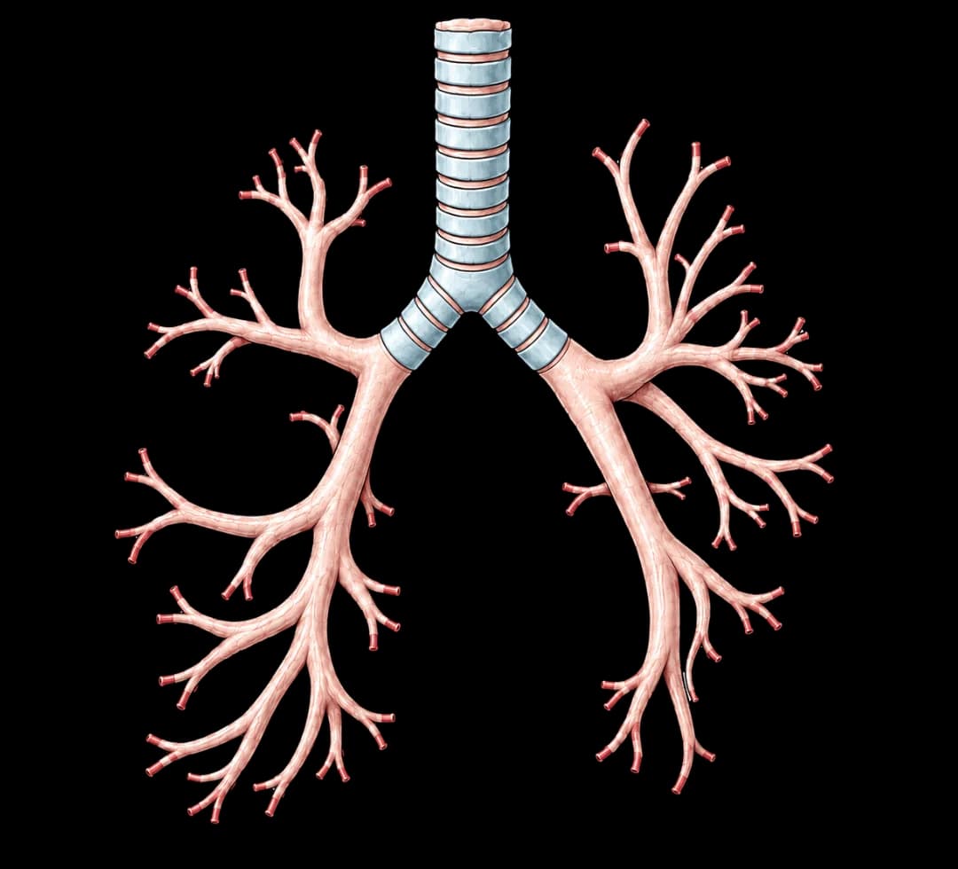 Schéma de l'arbre bronchique en vue antérieure : trachée, bronches souches, bronches lobaires, bronches segmentaires et bronchioles
