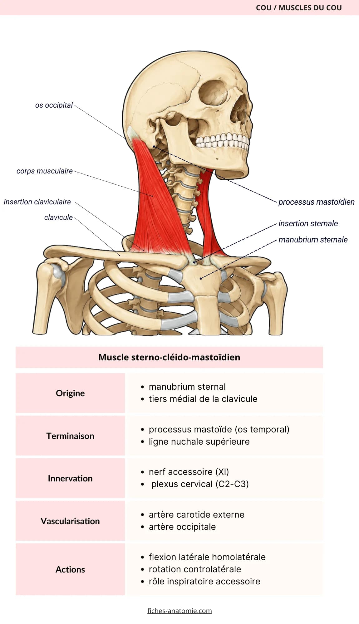 Fiche d'anatomie claire et structurée du muscle sterno-cléido-mastoïdien