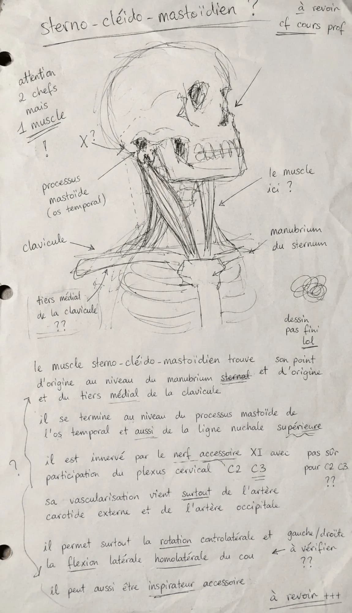 Cours d'anatomie confus manuscrit sur le muscle sterno-cléido-mastoïdien