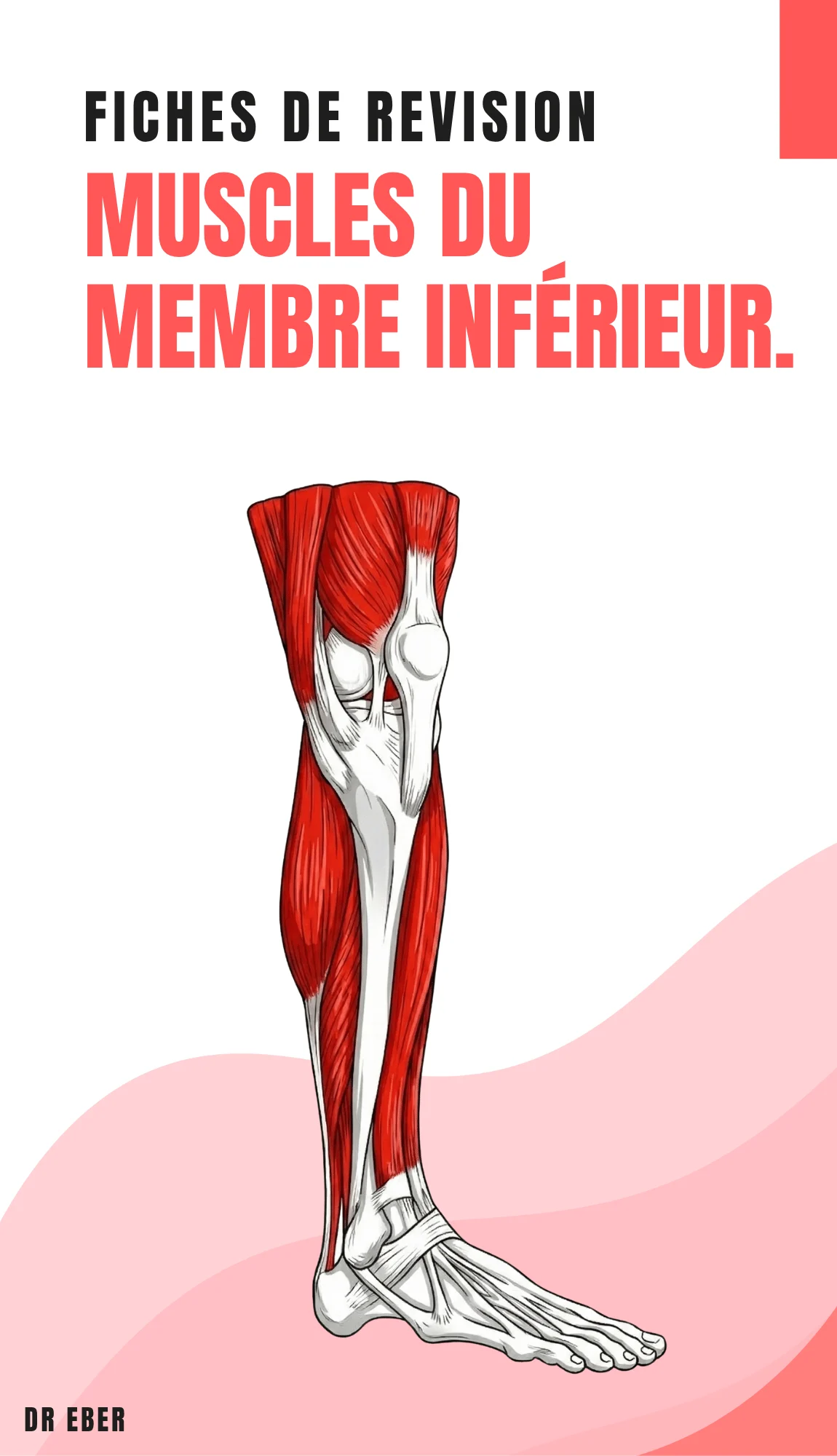 Couverture des fiches muscles du membre inférieur