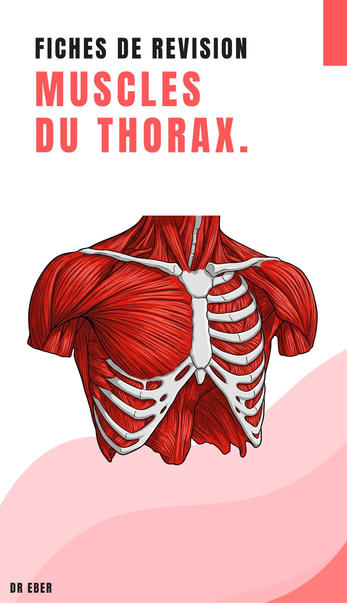 Couverture des fiches muscles du thorax