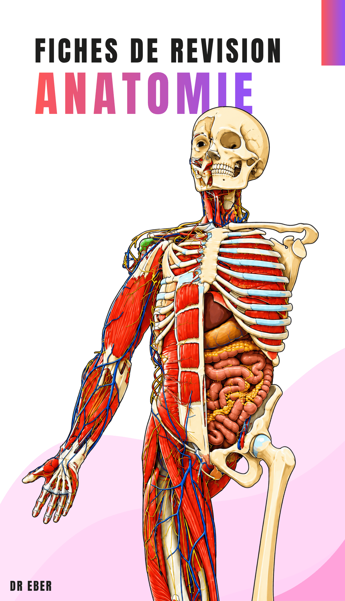 Fiches de révision anatomie