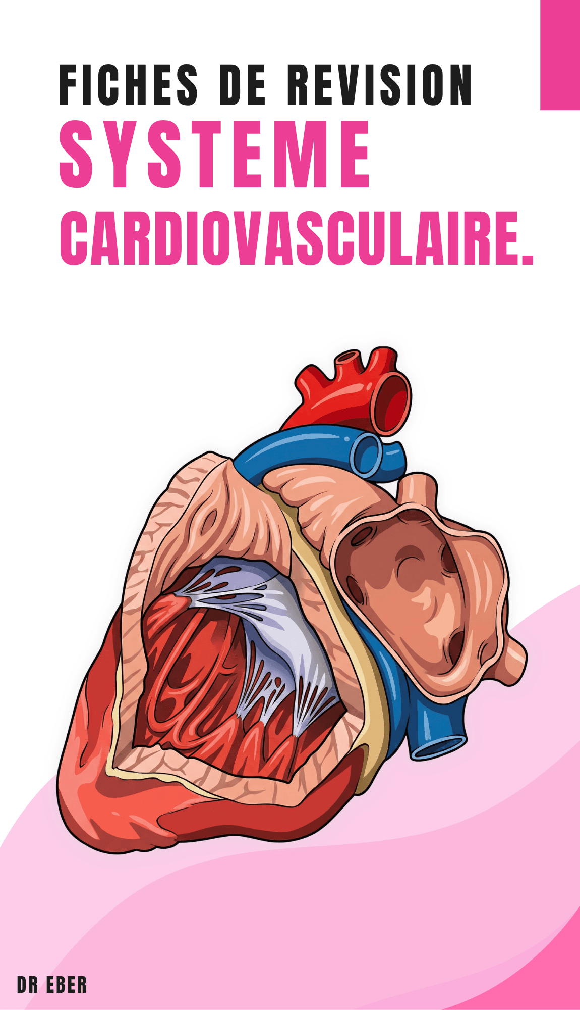 Fiches de révision système cardiovasculaire