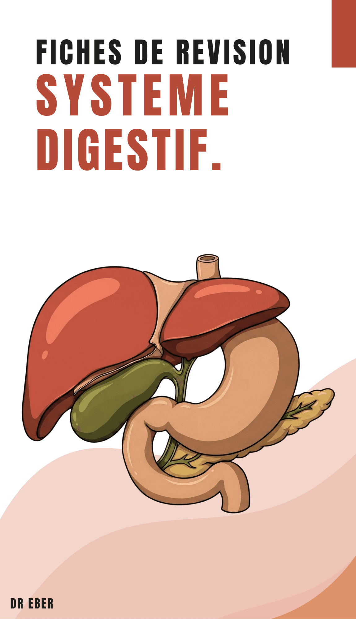 Fiches de révision système digestif
