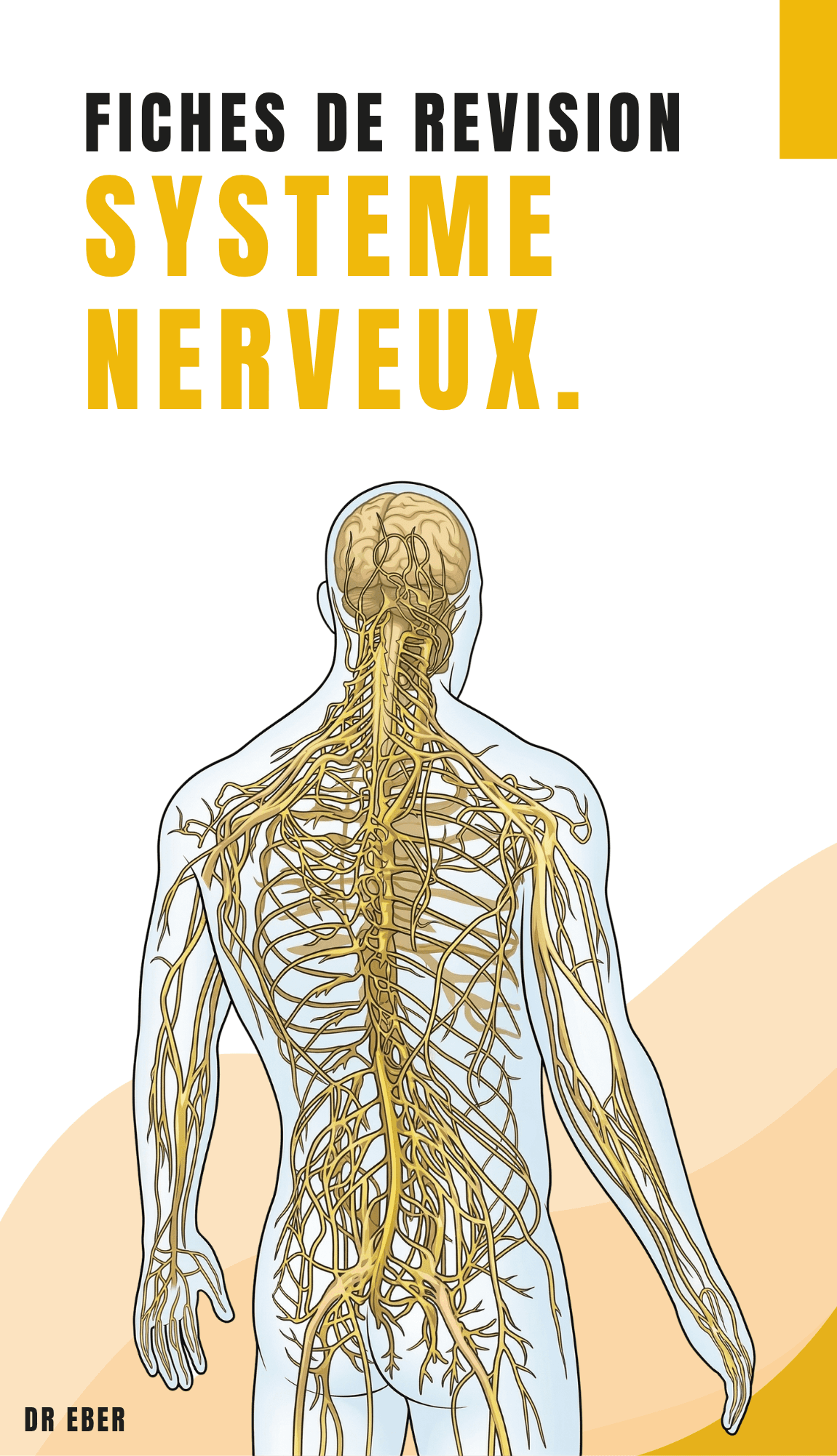 Fiches de révision système nerveux