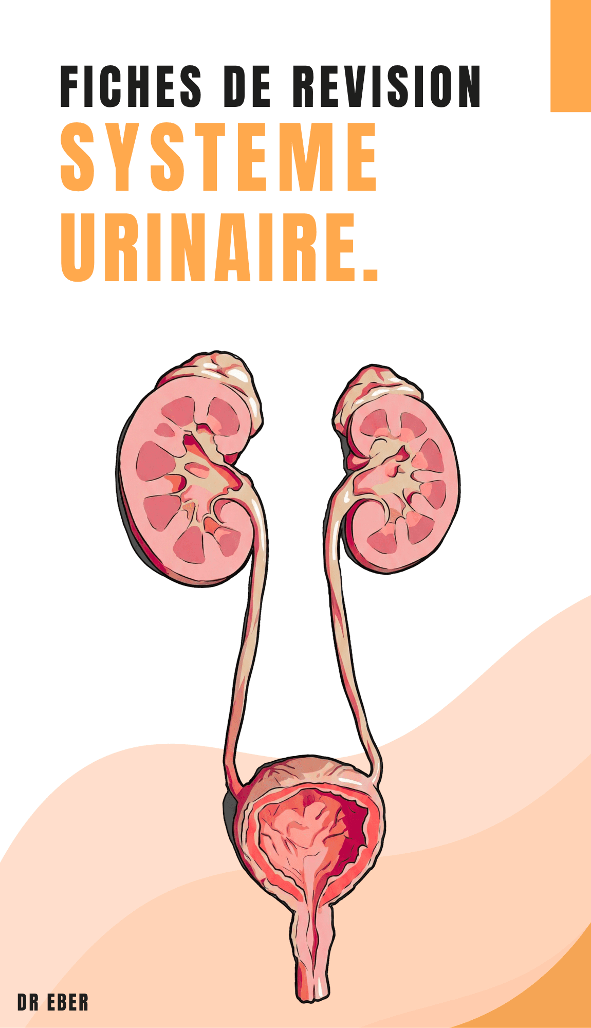 Fiches de révision système urinaire