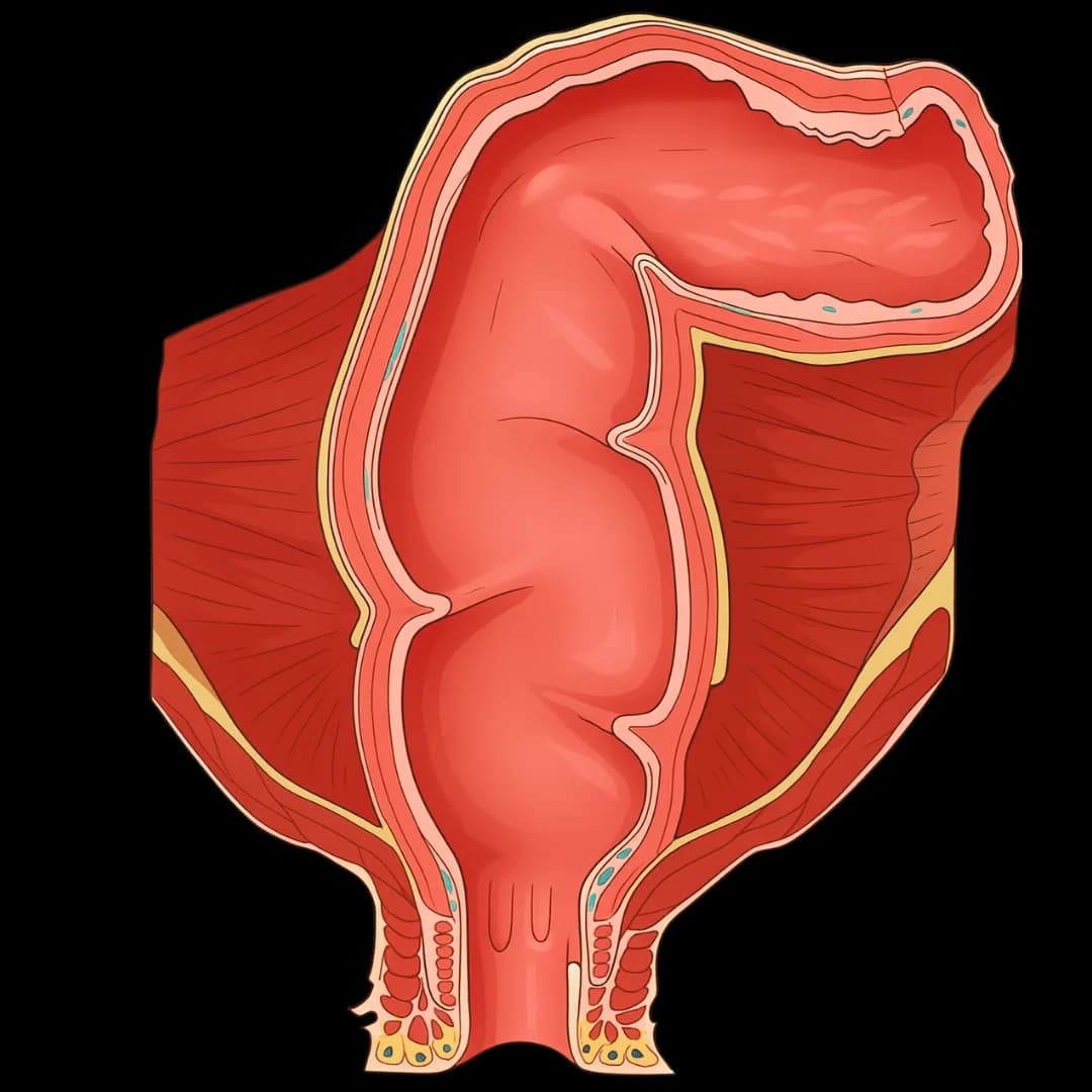 Schéma du rectum avec ampoule rectale, valvules de Houston, colonnes de Morgagni et canal anal