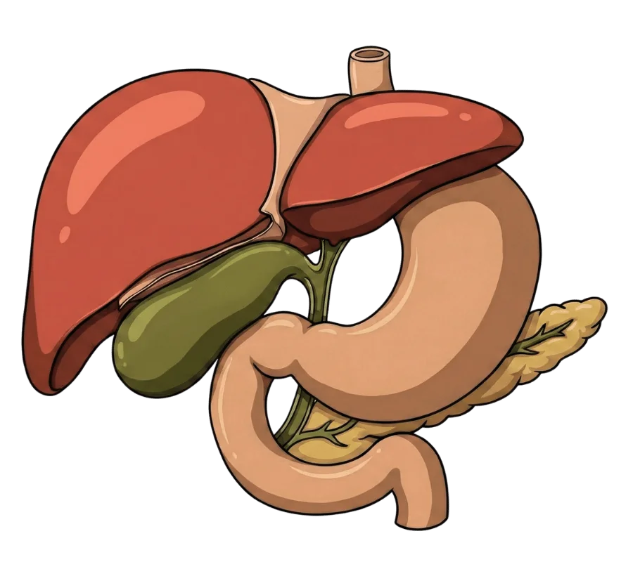 Schéma de l'appareil digestif humain
