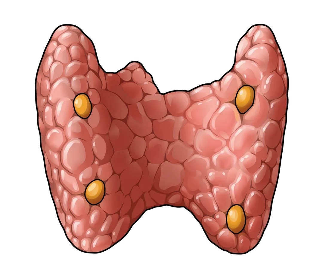 Schéma de la thyroïde et des glandes parathyroïdes