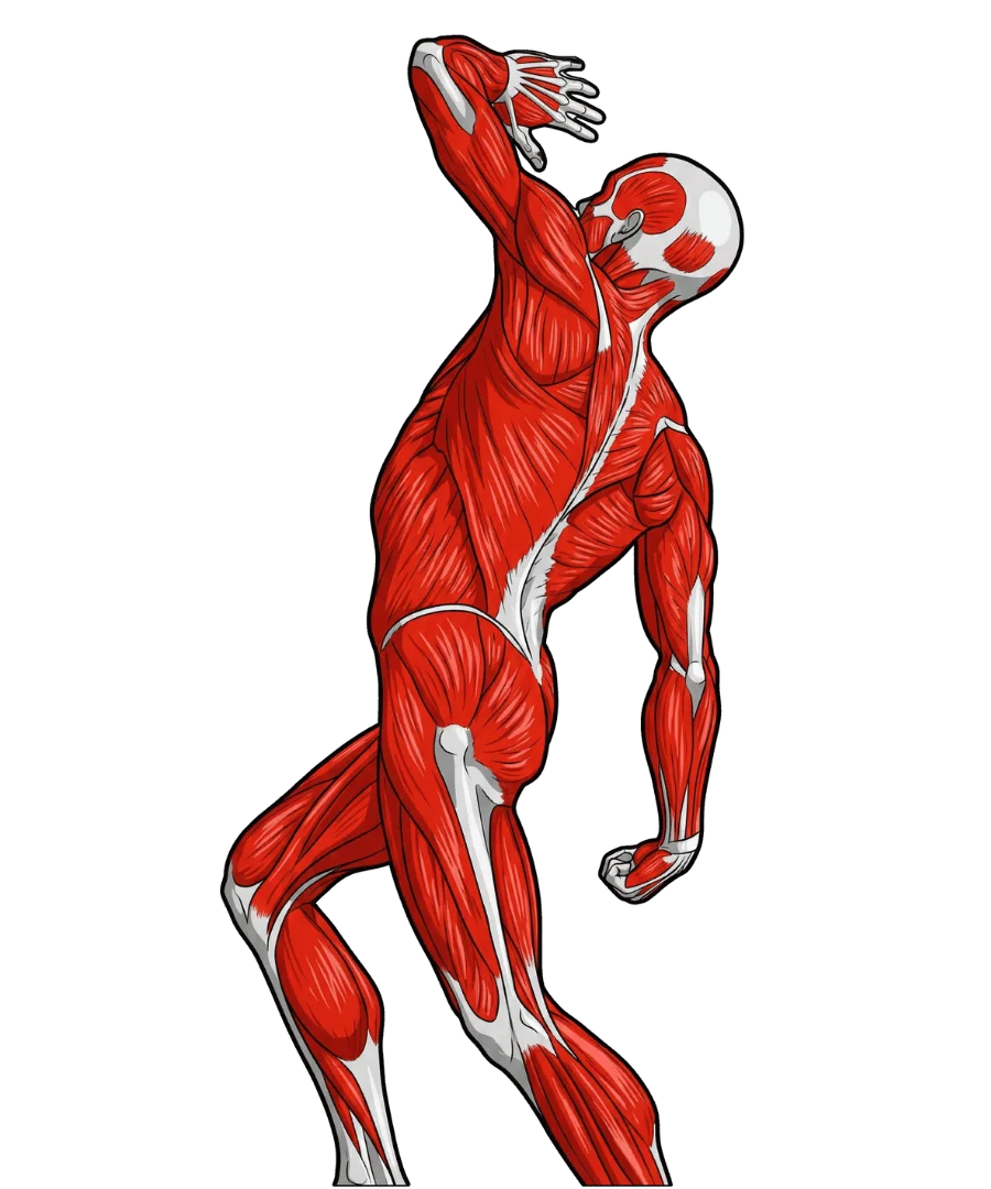 Schéma du système musculaire humain