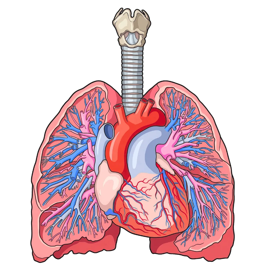 Schéma de l'appareil respiratoire humain avec poumons, trachée et coeur