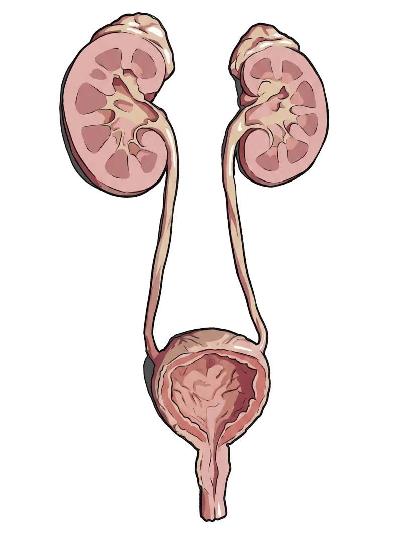 Schéma du système urinaire humain avec reins, uretères, vessie et urètre