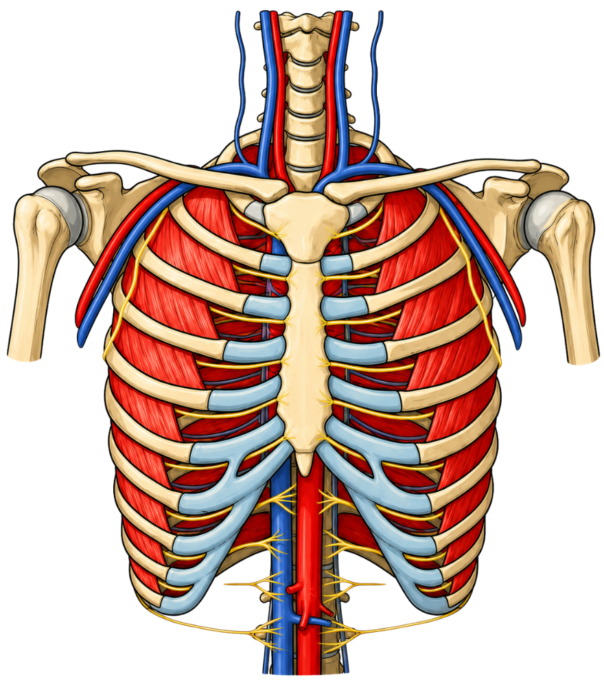 Schéma de l'anatomie du thorax en vue antérieure : cage thoracique, côtes, sternum, muscles intercostaux, artères thoraciques, veines et nerfs intercostaux