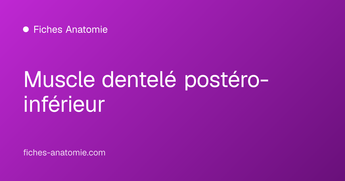 Muscle dentelé postéro-inférieur | Fiches Anatomie