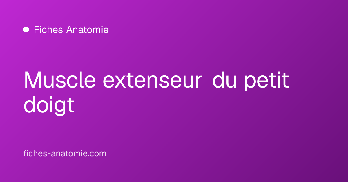 Muscle extenseur du petit doigt | Fiches Anatomie