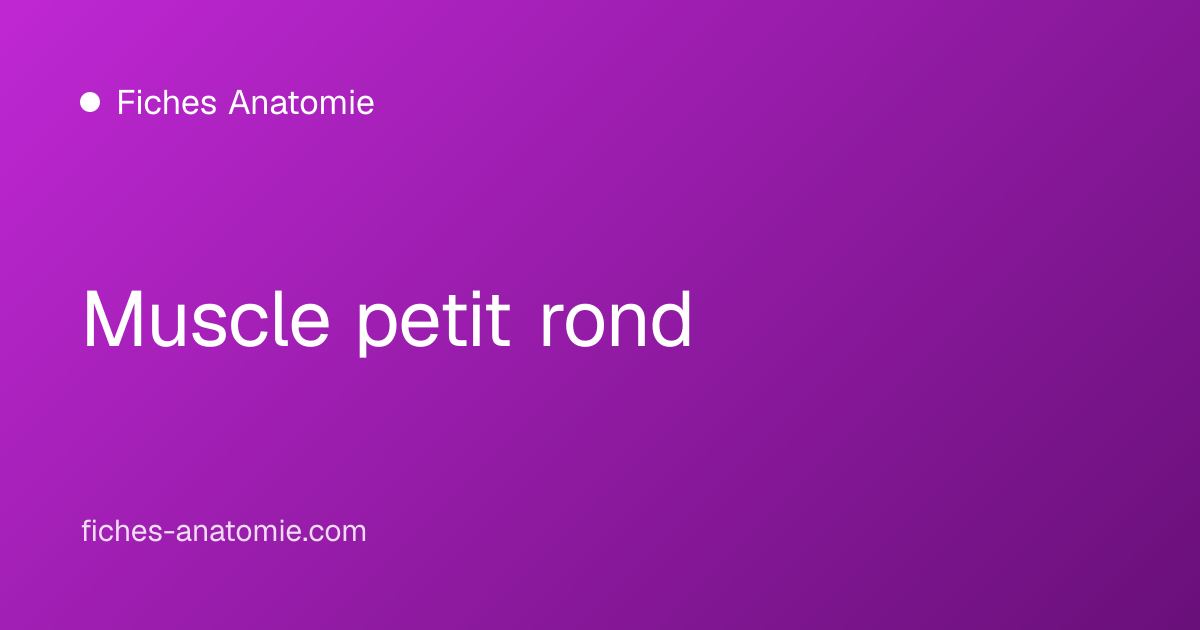 Muscle petit rond | Fiches Anatomie