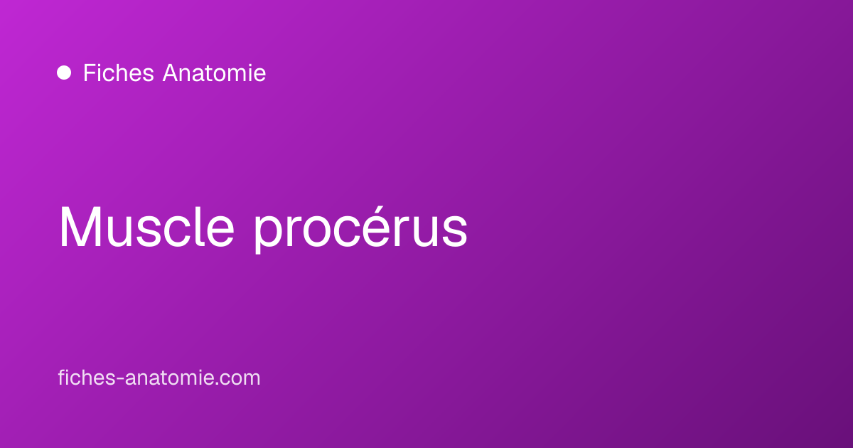 Muscle procérus | Fiches Anatomie