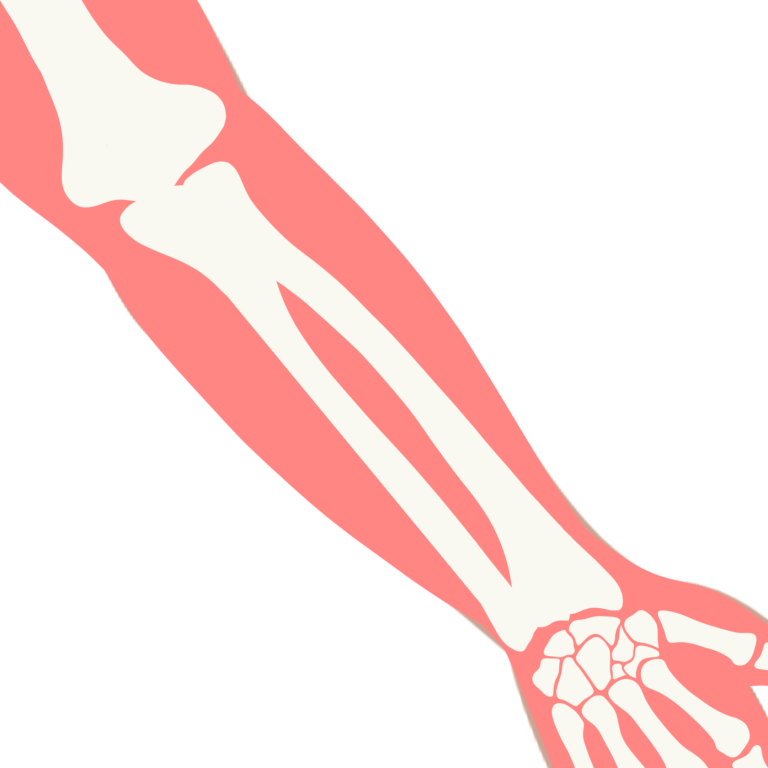 Anatomie de l'avant-bras