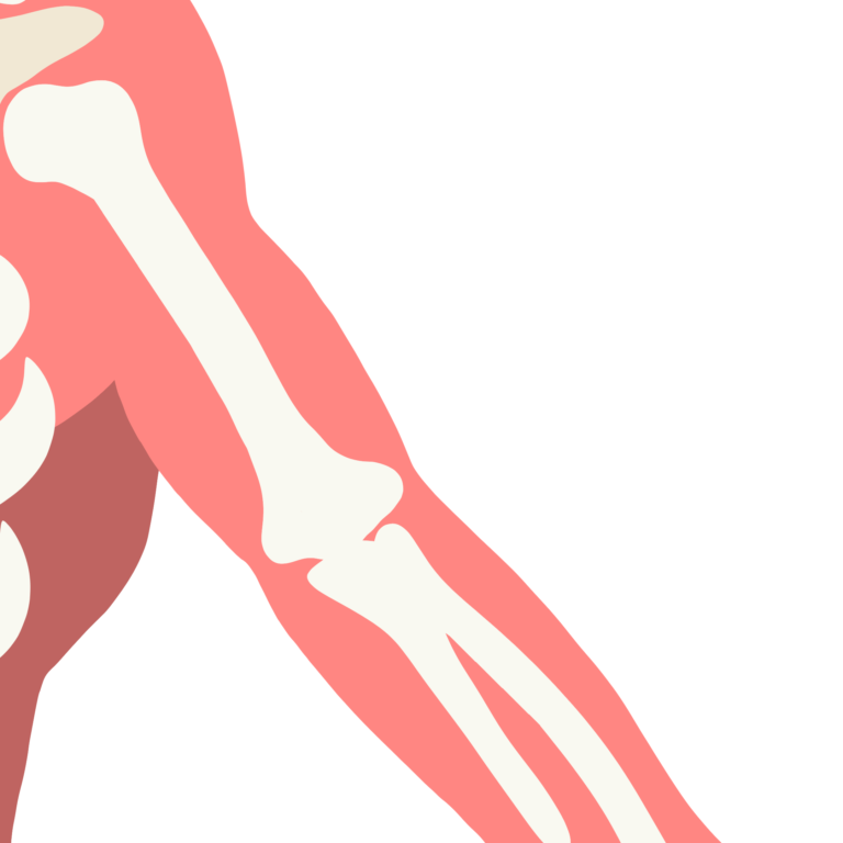 Anatomie du bras