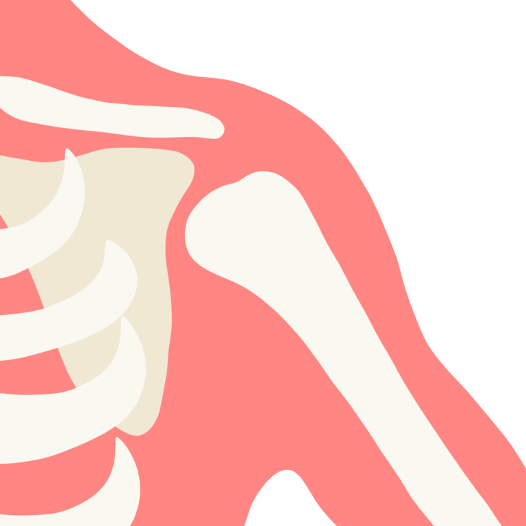anatomie de l'épaule