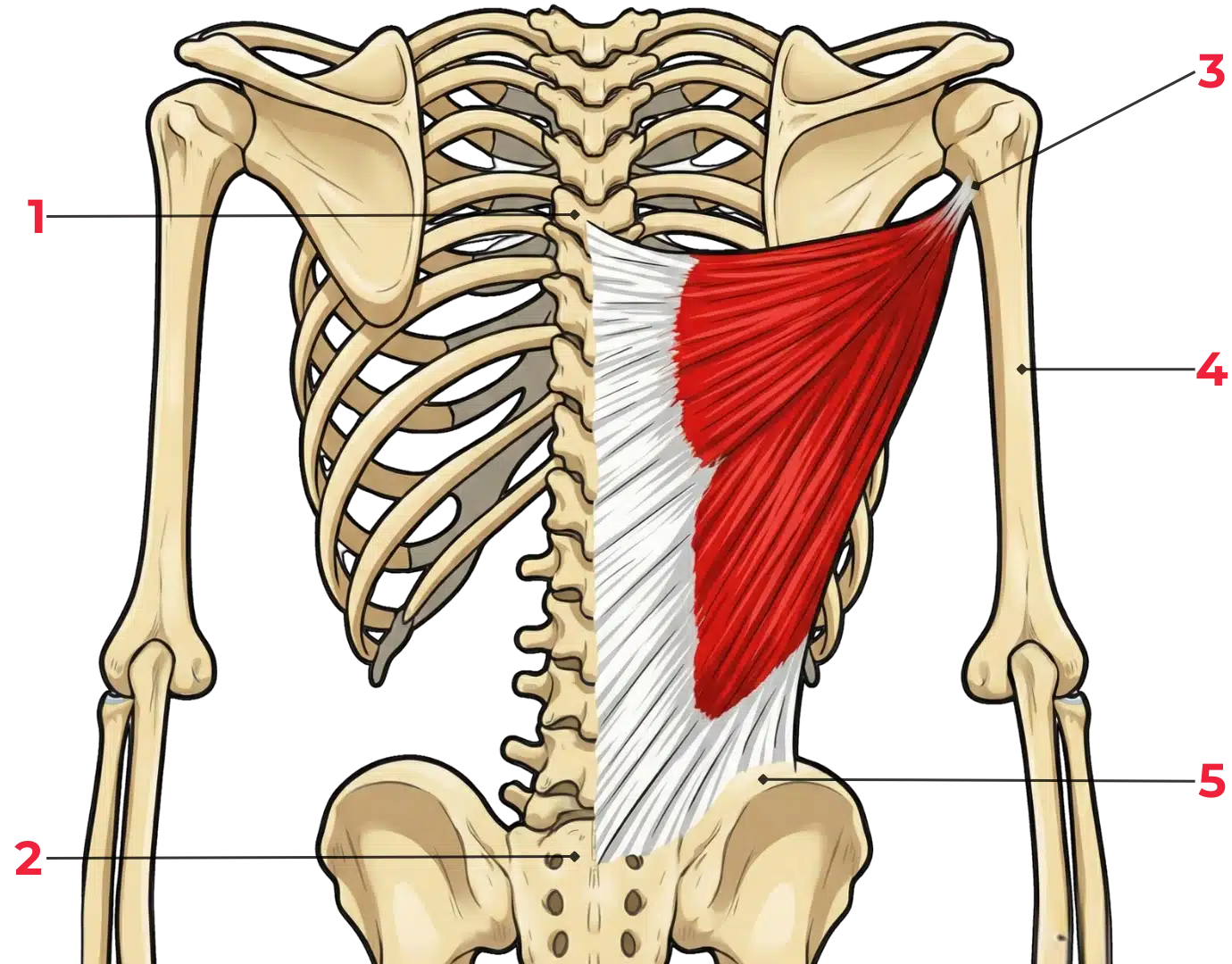 schéma anatomique du muscle grand dorsal en vue postérieure montrant sa forme triangulaire et son étendue sur les deux tiers inférieurs du dos