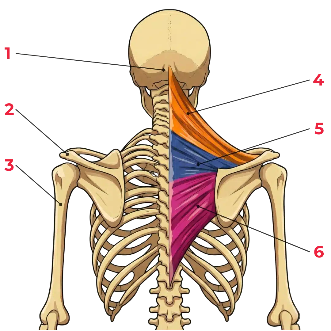 Schéma anatomique du muscle trapèze vu de dos, montrant ses trois faisceaux — supérieur, moyen et inférieur — avec leurs insertions sur le crâne, la colonne vertébrale et l’omoplate.