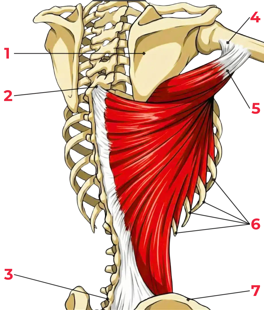 schéma anatomique montrant l’insertion du muscle grand dorsal dans la gouttière bicipitale de l’humérus
