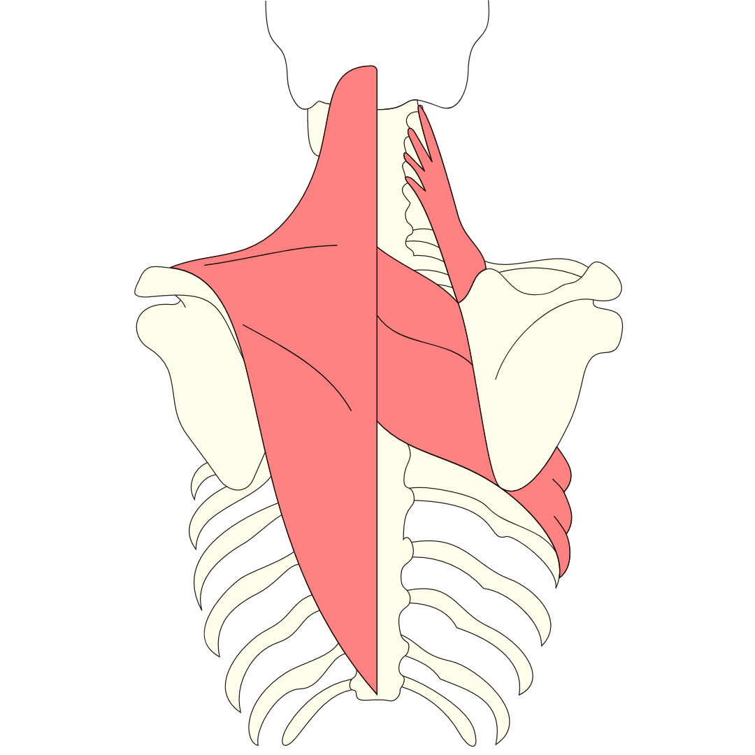 Cours d'anatomie humaine sur le dos et le rachis