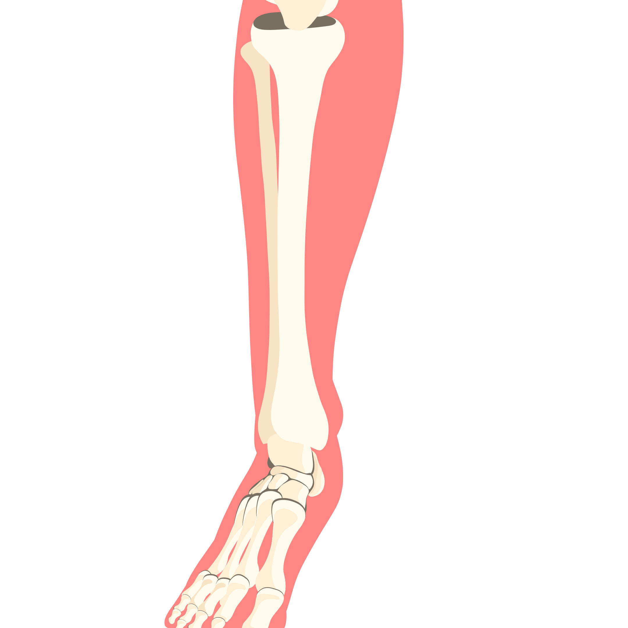 jambe anatomie humaine