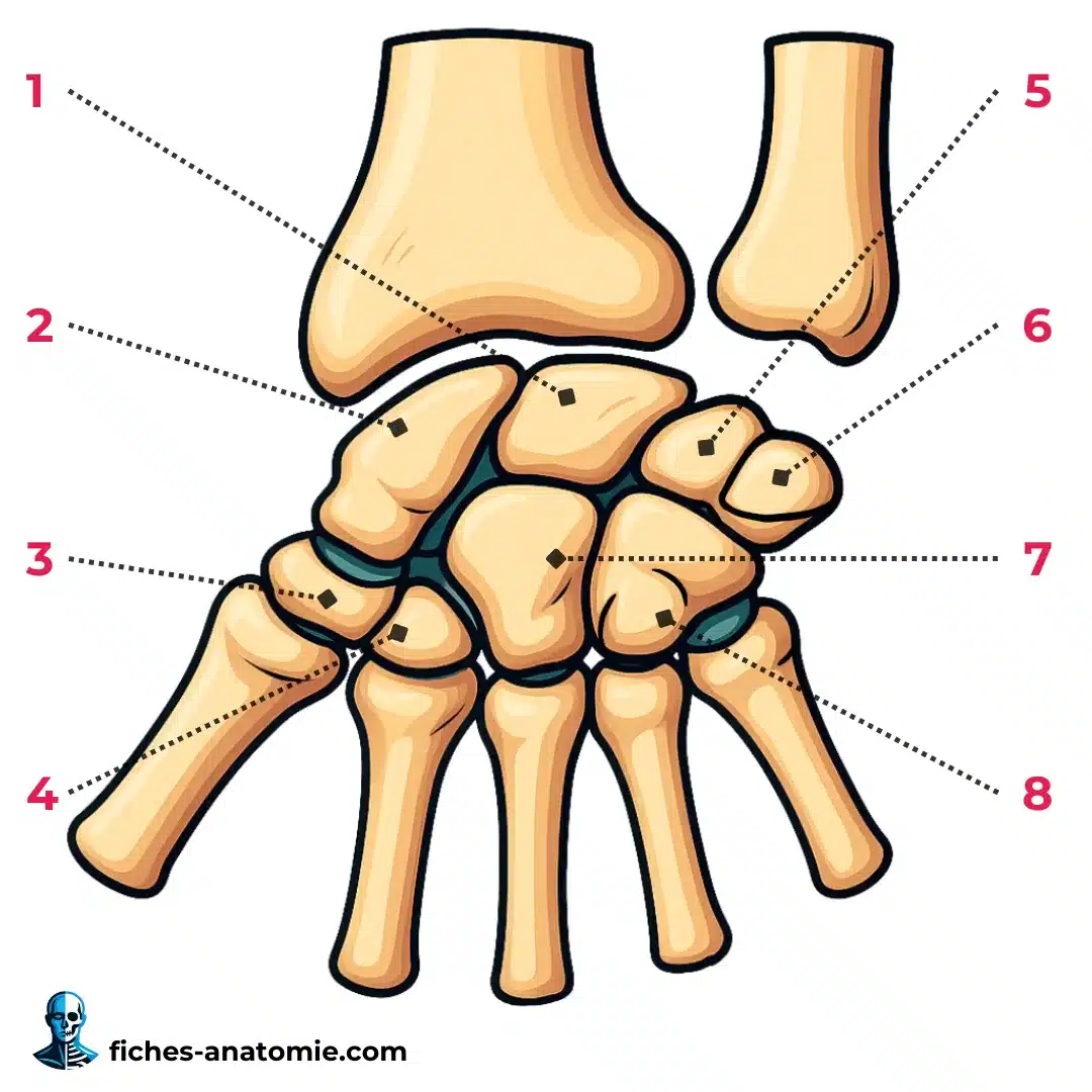 Schéma des os du carpe en anatomie : scaphoïde, lunatum, triquetrum, pisiforme, trapèze, trapézoïde, capitatum et hamatum