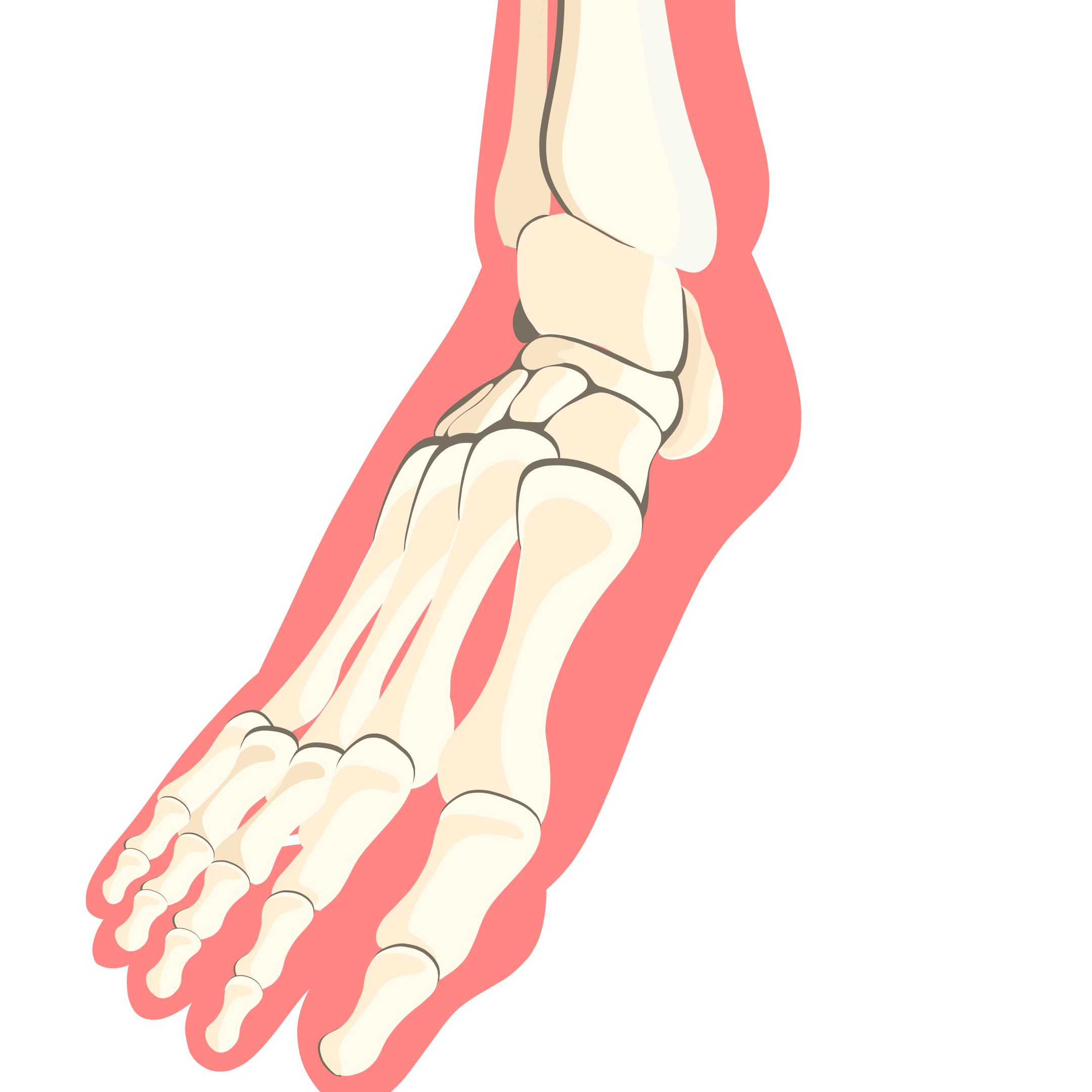 pied anatomie humaine