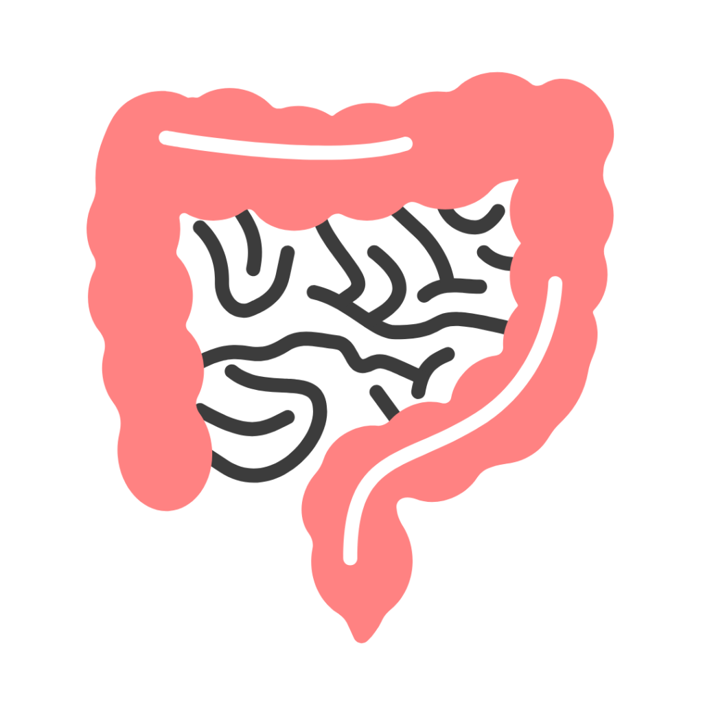 Accueil - Fiches-anatomie.com