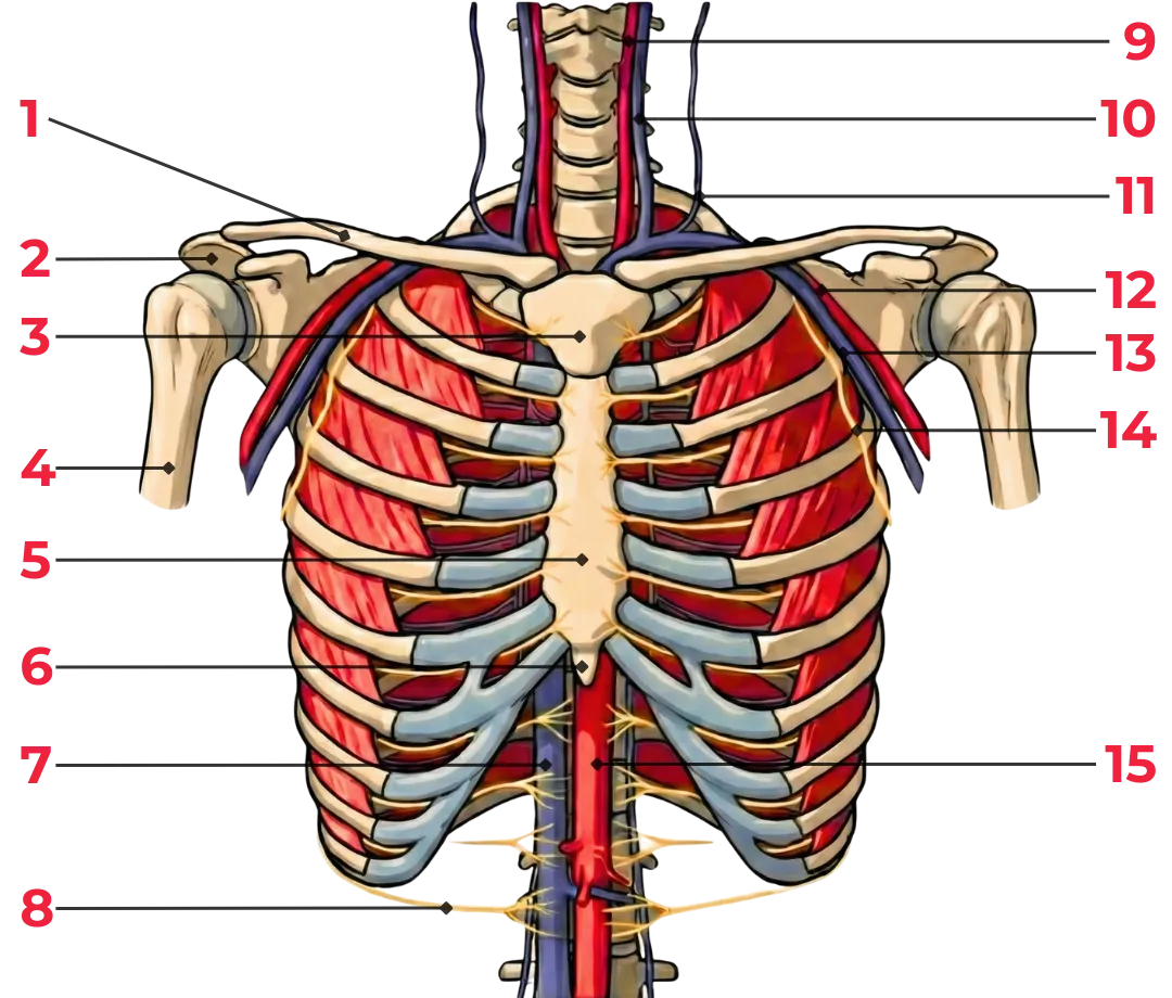 Schéma du thorax en vue antérieure montrant le sternum, les côtes, les cartilages costaux, les poumons et le cœur au sein de la cage thoracique