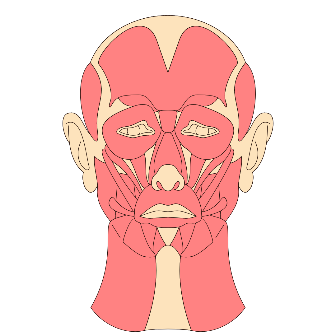 Cours d'anatomie humaine tête et cou