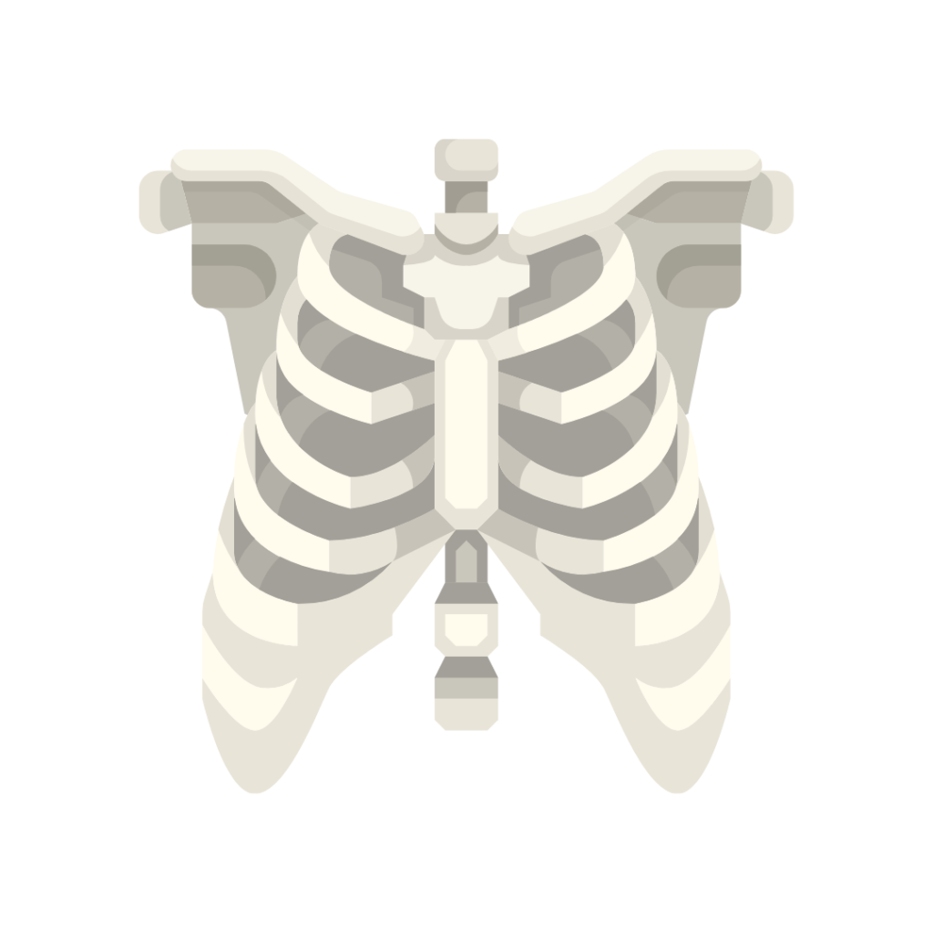 Accueil - Fiches-anatomie.com