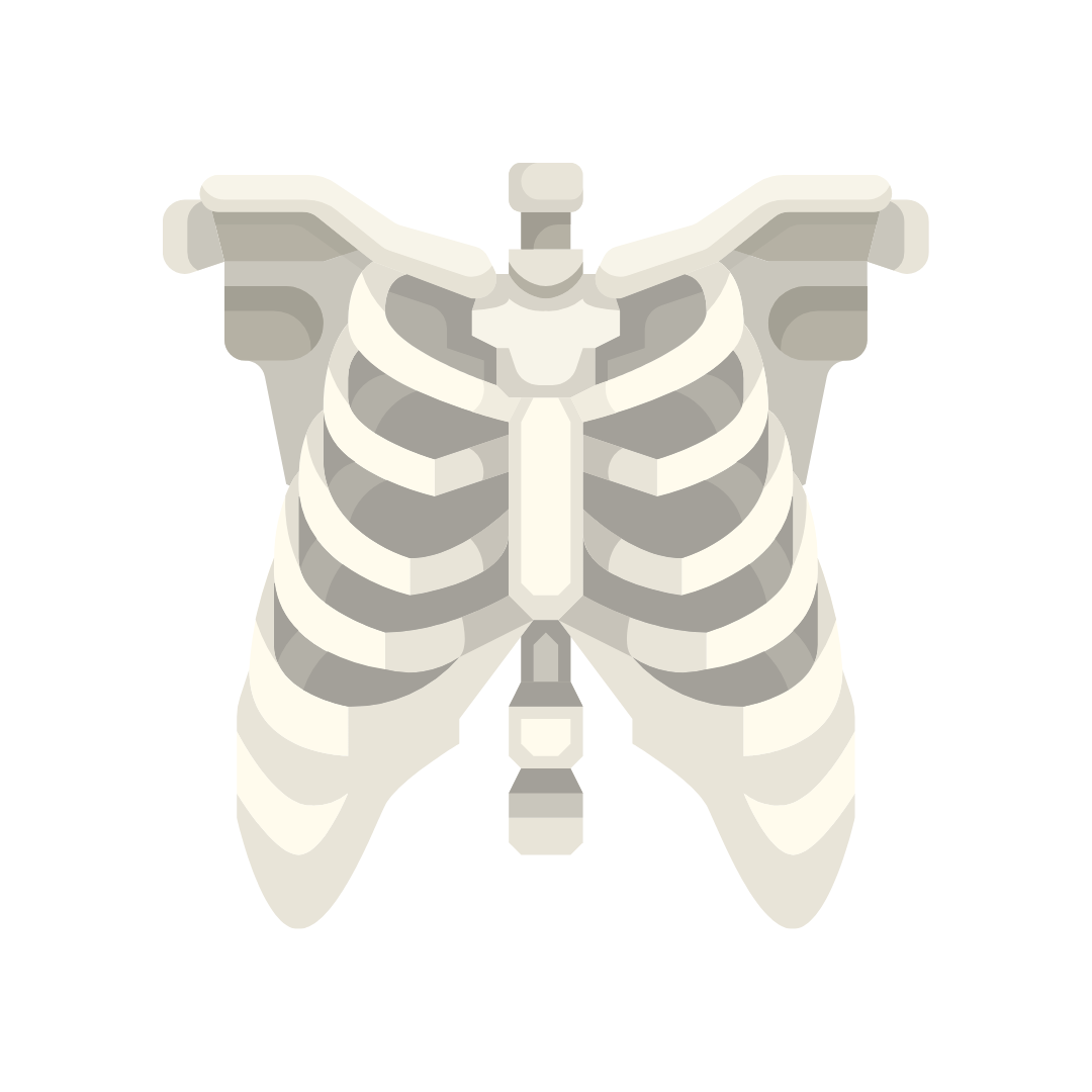 Cours d'anatomie humaine sur le thorax