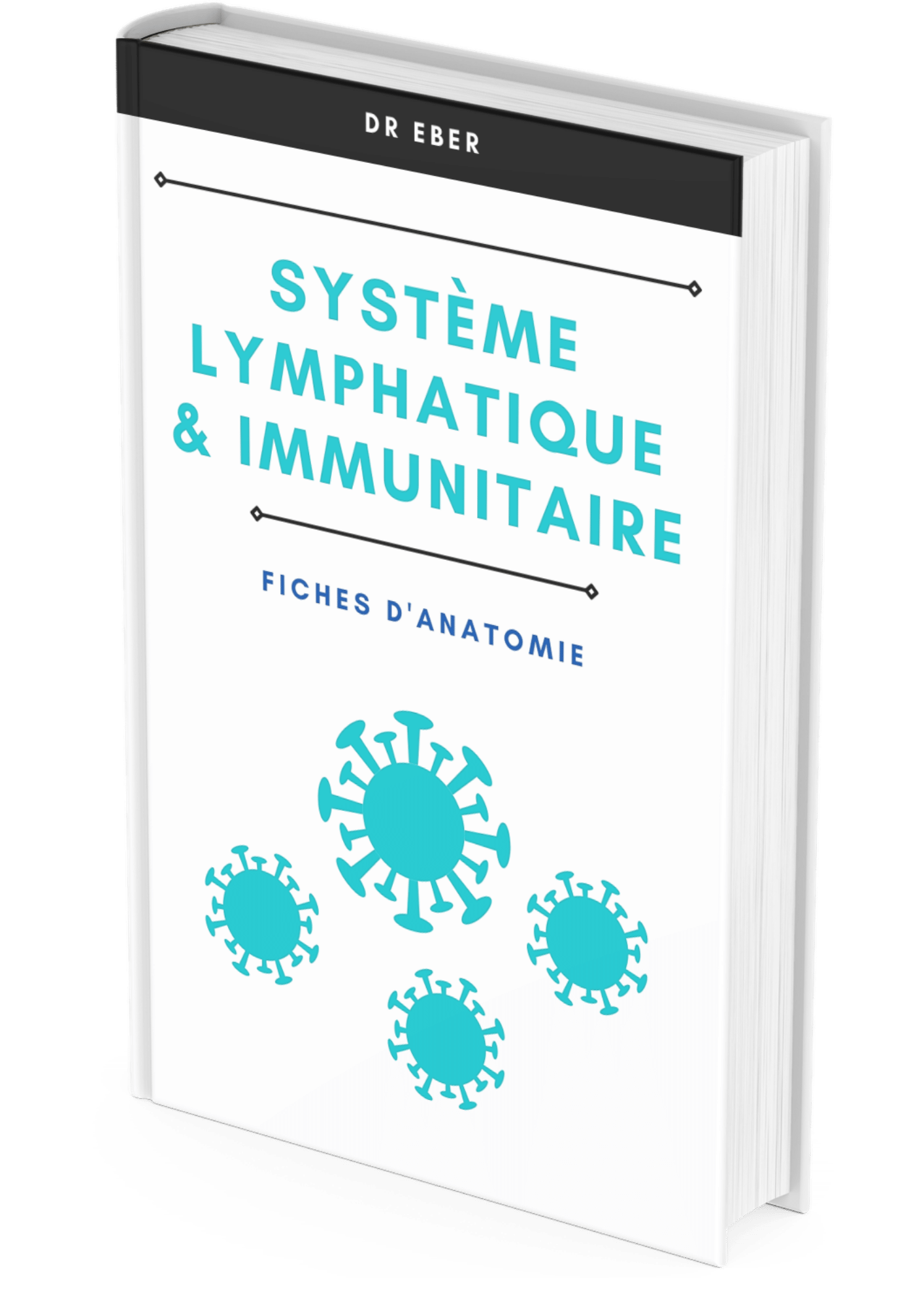 Fiche d'anatomie système lymphatique et immunitaire