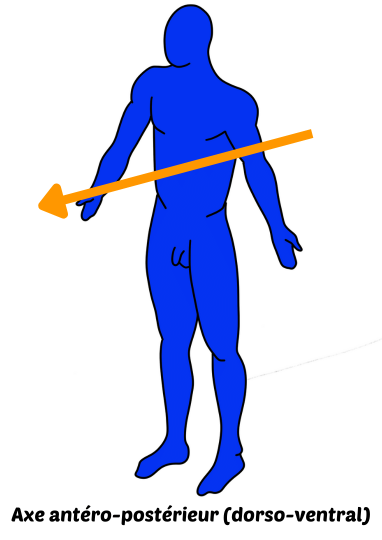 Axe antéro-postérieur (dorso-ventral), axe anatomique de référence