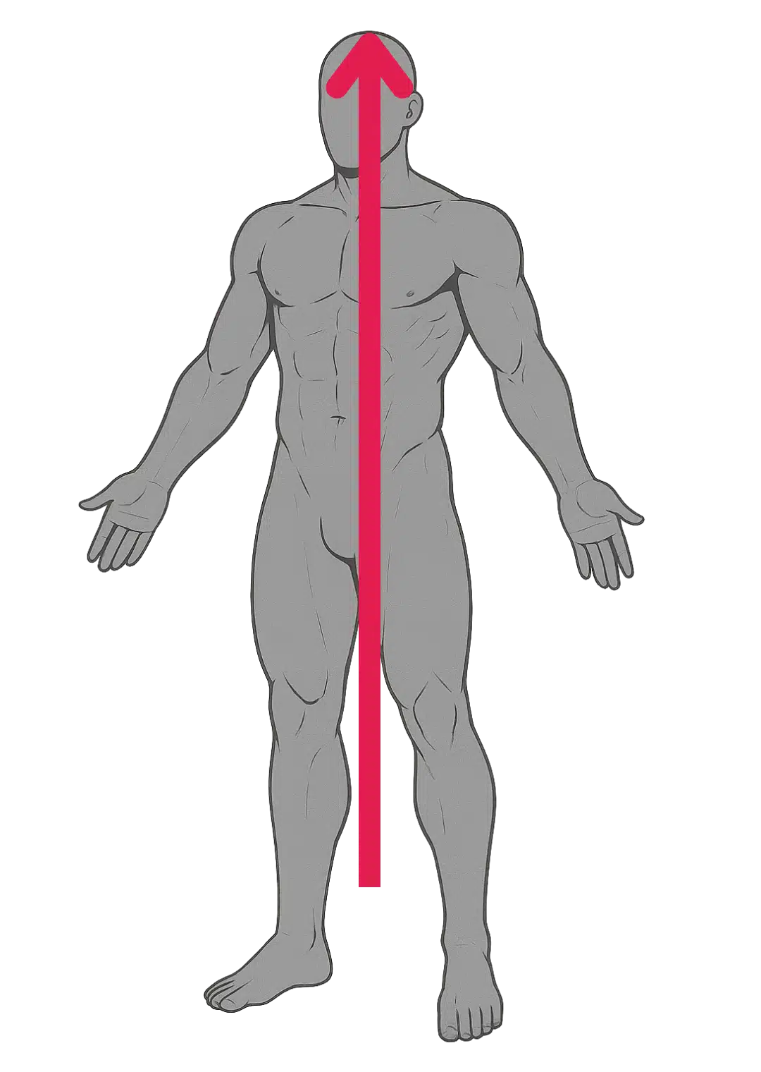Schéma de l’axe cranio-caudal ou rostro-caudal en anatomie : ligne verticale allant des pieds vers la tête, perpendiculaire au plan transversal