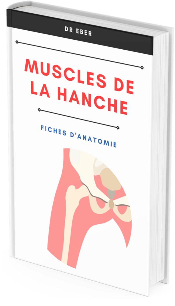 Fiches anatomie muscles de la hanche