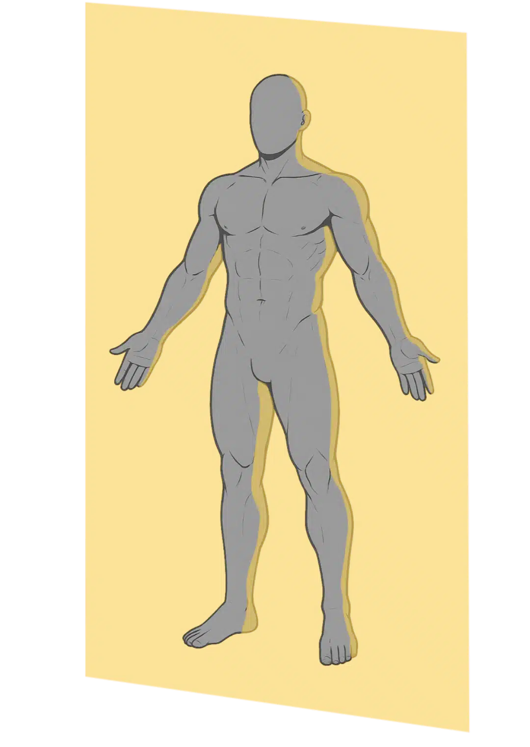 Schéma du plan coronal ou plan frontal en anatomie : coupe verticale divisant le corps en partie antérieure et postérieure