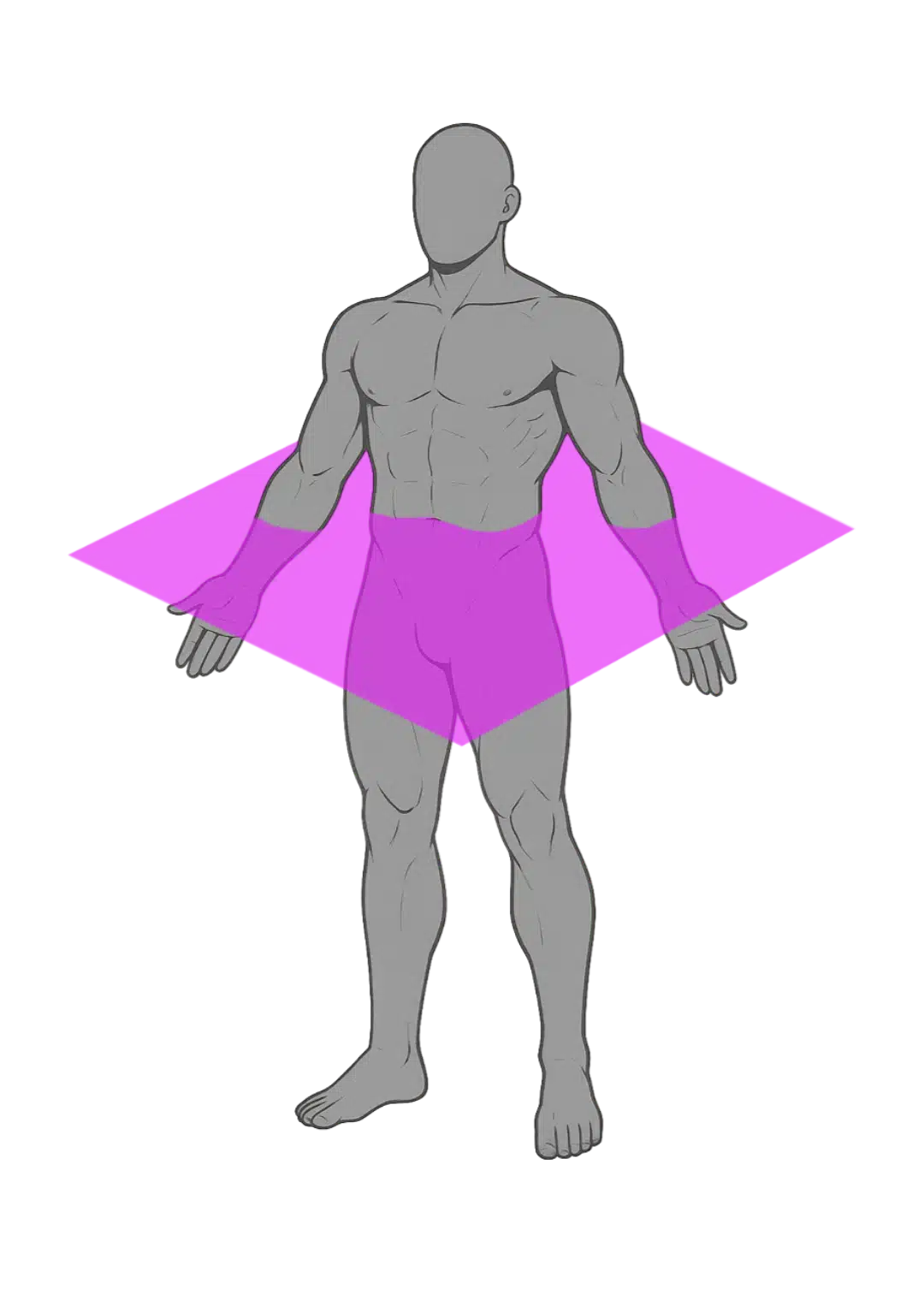 Schéma du plan transversal ou plan axial en anatomie : coupe horizontale divisant le corps en partie supérieure et inférieure