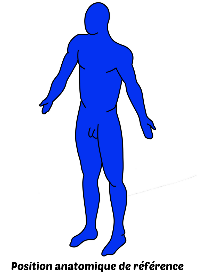 Position anatomique de référence